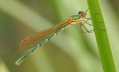 Austrolestes cingulatus